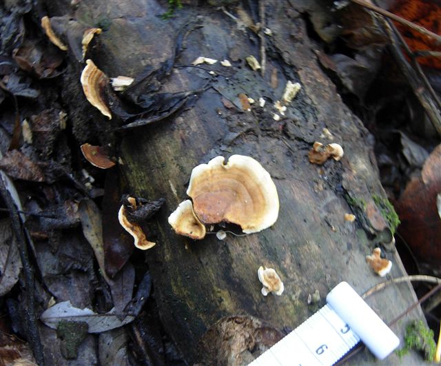 Aphyllophorales???